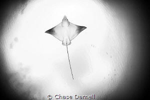 "Sky High"
A Spotted Eagle Ray flies overhead on the Nor... by Chase Darnell 